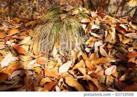 Bukhansan, national park, autumn, maple leaves Bukhansan, national park, autumn, maple leaves 83710506
