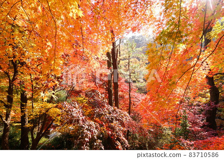 Bukhansan, national park, autumn, maple leaves 83710586