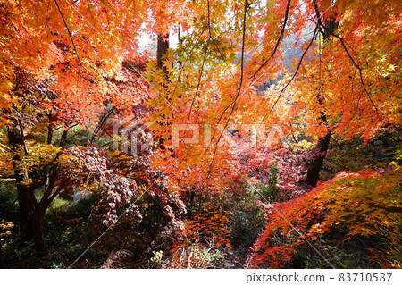 Bukhansan, national park, autumn, maple leaves Bukhansan, national park, autumn, maple leaves 83710587