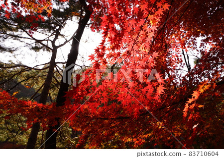 Bukhansan, national park, autumn, maple leaves 83710604