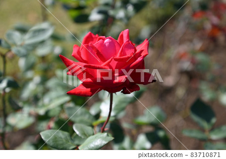 Rose look Rose look 83710871