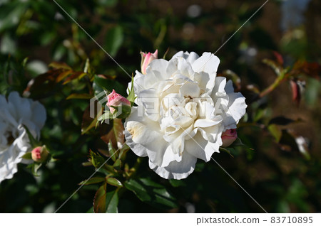 Rose look 83710895