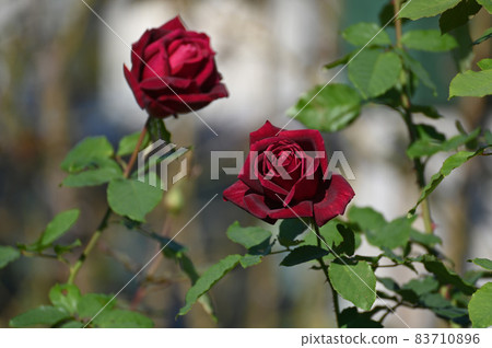 Rose look 83710896