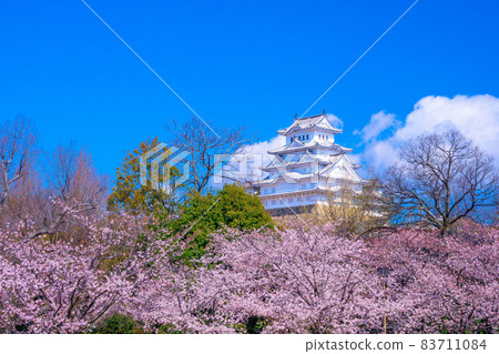Spring Moment's Himeji Castle Spring Moment's Himeji Castle 83711084