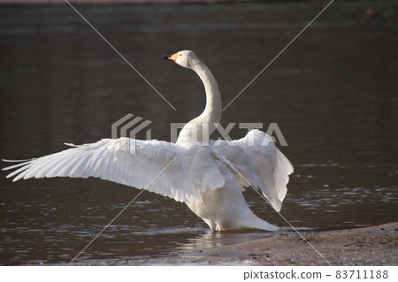 Swan 74 Swan 74 83711188