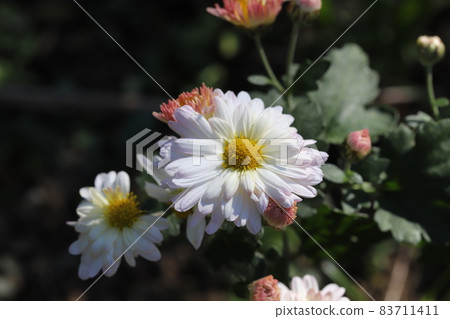開花在秋天公園的浪花媽媽白花 83711411