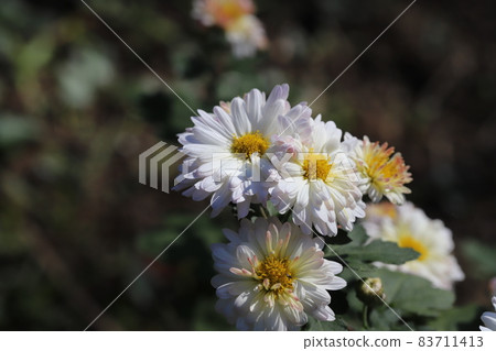 White flowers of spray mum blooming in the autumn park White flowers of spray mum blooming in the autumn park 83711413