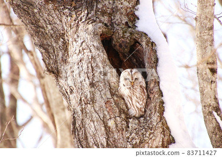Ezo Owl 3 Ezo Owl 3 83711427