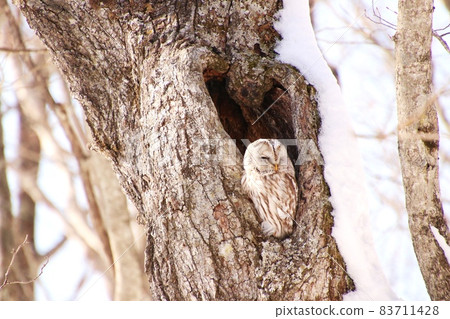Ezo Owl 4 Ezo Owl 4 83711428