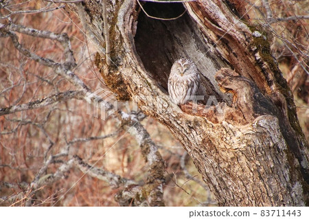 Ezo Owl 19 Ezo Owl 19 83711443