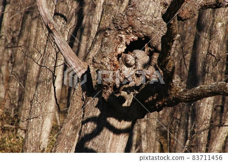 Ezo Owl 32 Ezo Owl 32 83711456