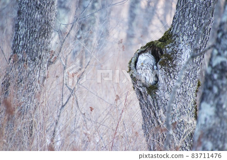 Ezo Owl 52 Ezo Owl 52 83711476