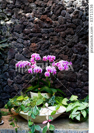 Kobe. Pink orchids in the botanical garden in Suma Rikyu Park Kobe. Pink orchids in the botanical garden in Suma Rikyu Park 83711536