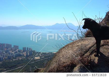 Hong Kong_stray dog 83711610