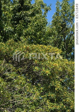 圓圓冬青的黃色果實 83711649