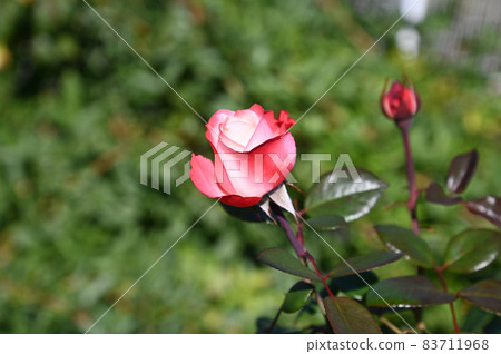 玫瑰色 玫瑰色 83711968