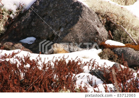 Pikachu rabbit 2 83712003