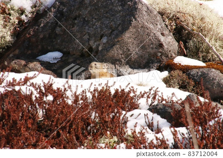 Pikachu race 3 83712004