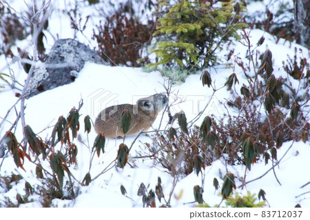 Pika 36 Pika 36 83712037