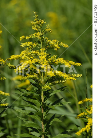 Seita Kawadachi花鋸 83712459