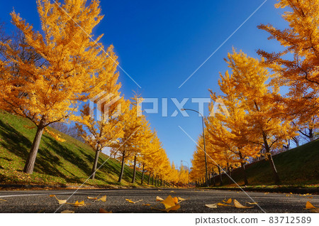 Ginkgo 1pondo Hokkaido Ishikari 83712589