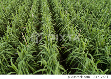 Aerial view of sugarcane plants growing at field Aerial view of sugarcane plants growing at field 83712881