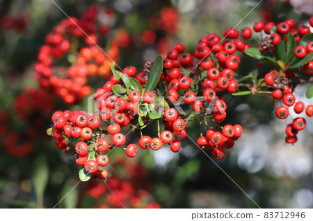 秋園樹上生長的火棘鮮紅果實 83712946
