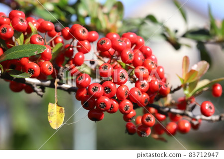 秋園樹上生長的火棘鮮紅果實 83712947