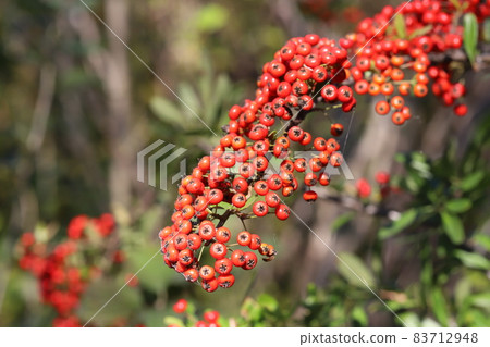 秋園樹上生長的火棘鮮紅果實 83712948