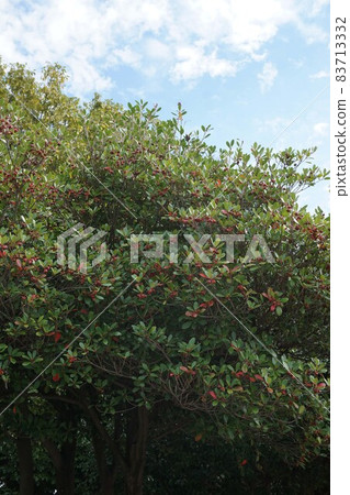 日本三葉草的紅色果實 日本三葉草的紅色果實 83713332