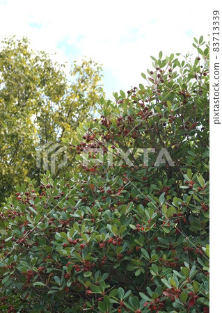 Red fruit of Japanese Ternstroemia Red fruit of Japanese Ternstroemia 83713339