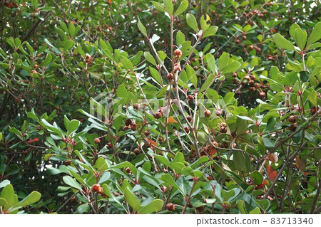 Red fruit of Japanese Ternstroemia Red fruit of Japanese Ternstroemia 83713340