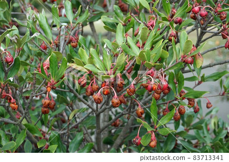 日本三葉草的紅色果實 日本三葉草的紅色果實 83713341