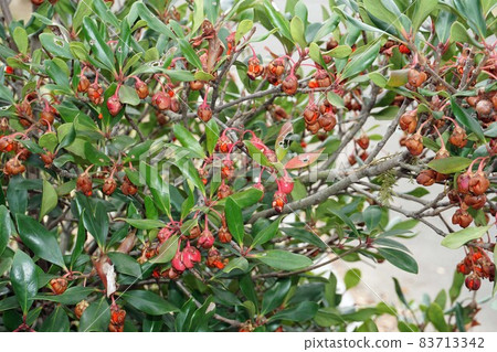 Red fruit of Japanese Ternstroemia Red fruit of Japanese Ternstroemia 83713342
