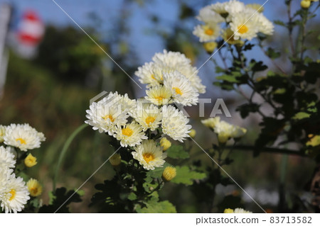 White flowers of spray mum blooming in the autumn garden White flowers of spray mum blooming in the autumn garden 83713582