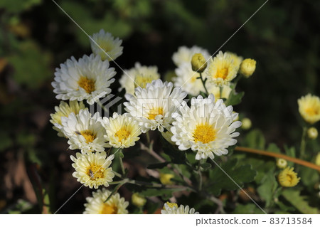 White flowers of spray mum blooming in the autumn garden 83713584