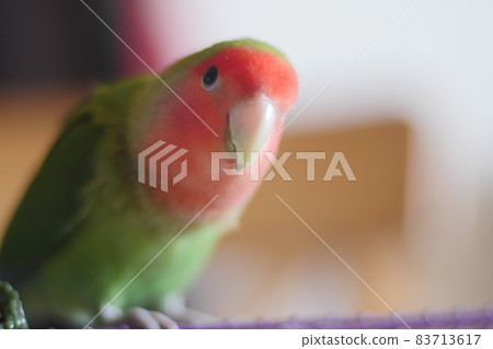 土小鸚 土小鸚 83713617