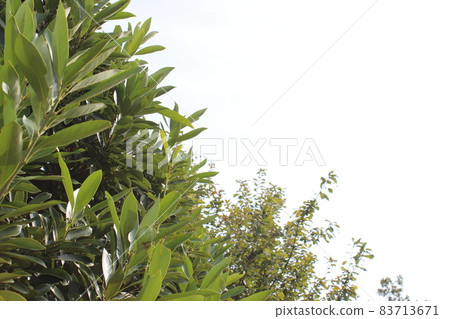 在明亮的背景上的葉子 83713671