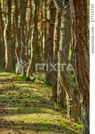 Dancing forest on the Curonian Spit of the Kaliningrad region. Dancing forest on the Curonian Spit of the Kaliningrad region. 83713719