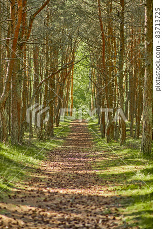 Dancing forest on the Curonian Spit of the Kaliningrad region. Dancing forest on the Curonian Spit of the Kaliningrad region. 83713725