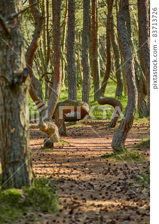 Dancing forest on the Curonian Spit of the Kaliningrad region. Dancing forest on the Curonian Spit of the Kaliningrad region. 83713726