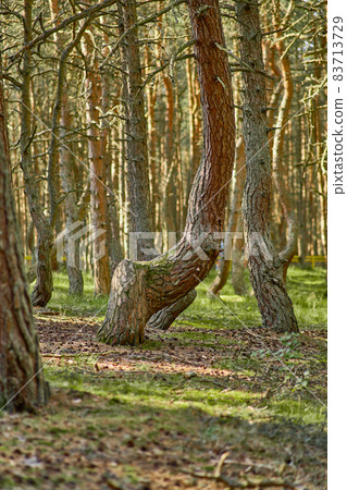 Dancing forest on the Curonian Spit of the Kaliningrad region. Dancing forest on the Curonian Spit of the Kaliningrad region. 83713729