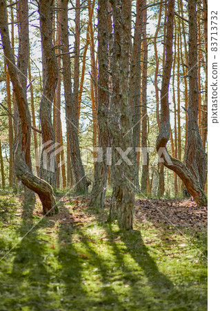Dancing forest on the Curonian Spit of the Kaliningrad region. Dancing forest on the Curonian Spit of the Kaliningrad region. 83713732