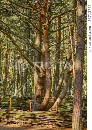 Dancing forest on the Curonian Spit of the Kaliningrad region. Dancing forest on the Curonian Spit of the Kaliningrad region. 83713733