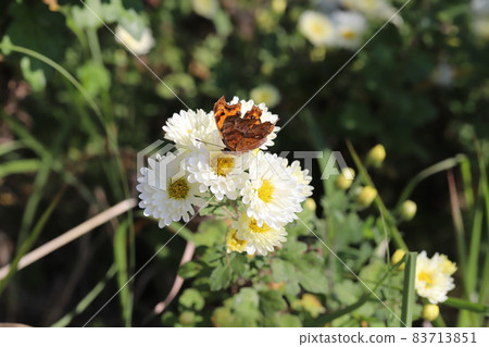A comma that sucks the nectar of the white flowers of the spray chrysanthemum that blooms in the autumn garden 83713851