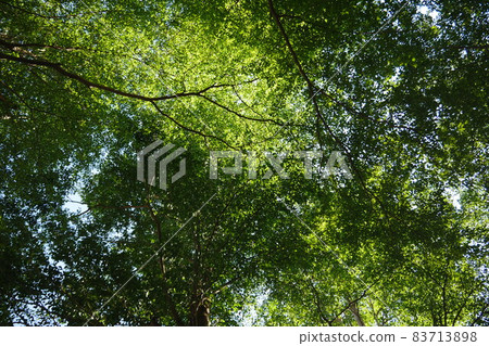 Green Green 83713898