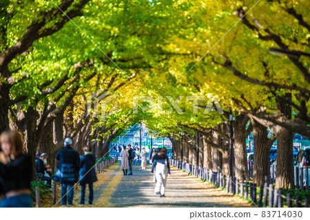 日本東京城市景觀 神宮外苑的銀杏樹景觀 83714030