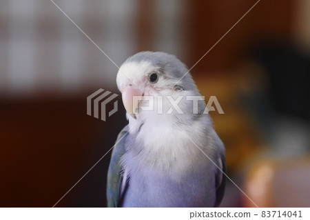 紫羅蘭小鸚 紫羅蘭小鸚 83714041