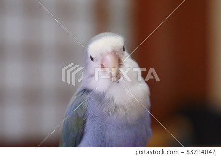 Violet Little Parrot Violet Little Parrot 83714042
