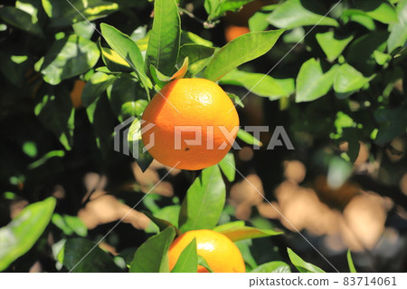 已經到了收穫季節的橘子 已經到了收穫季節的橘子 83714061